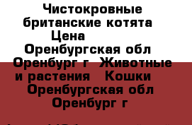 Чистокровные британские котята › Цена ­ 1 500 - Оренбургская обл., Оренбург г. Животные и растения » Кошки   . Оренбургская обл.,Оренбург г.